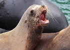Enjoyed espresso at Stan's while being serenaded by California sea lions -- and offended by their farts.